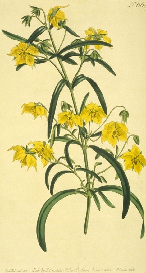 Lysimachia quadriflora - Curtis's Botanical