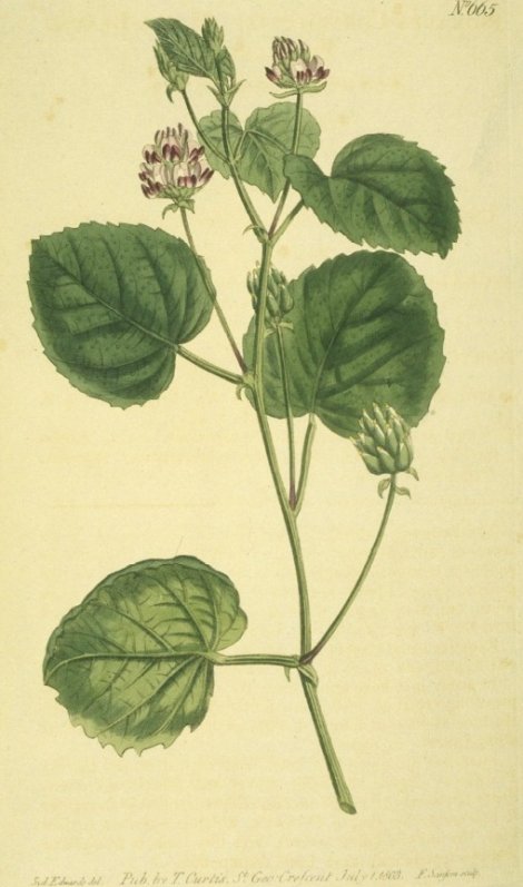 Psoralea corylifolia - Curtis's Botanical