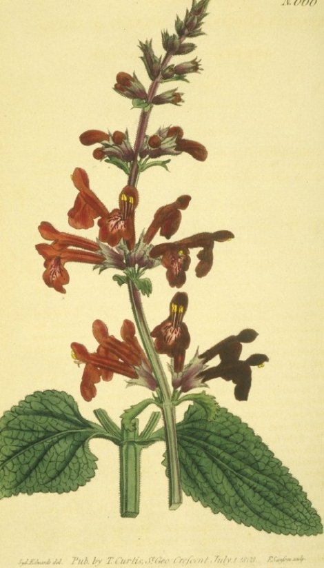 Stachys coccinea - Curtis's Botanical