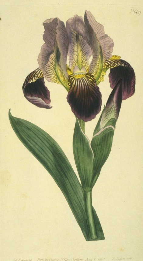 Iris x sambucine - Curtis's Botanical