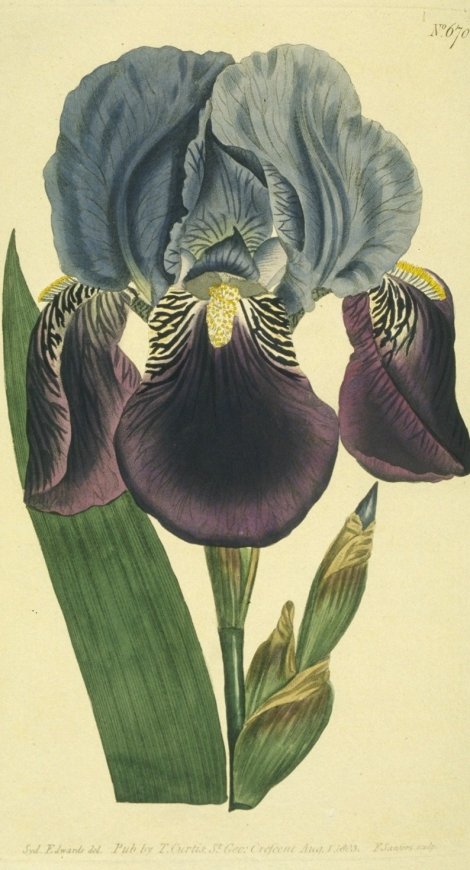 Iris germanica - Curtis's Botanical