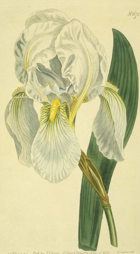 Iris florentina - Curtis's Botanical
