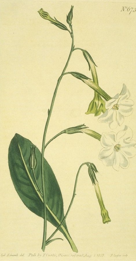 Nicotiana suavolens - Curtis's Botanical