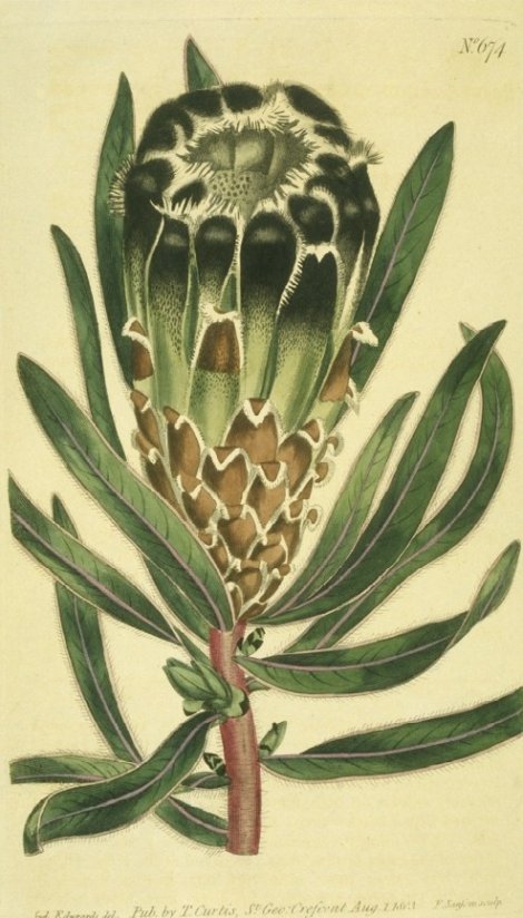 Protea lepidocarpodendron - Curtis's Botanical