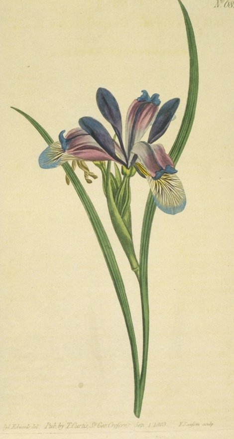 Iris graminea - Curtis's Botanical