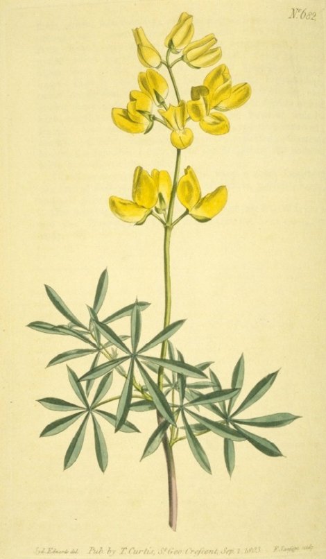 Lupinus arboreus - Curtis's Botanical