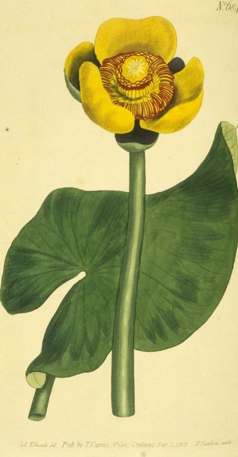 Nuphar advena - Curtis's Botanical