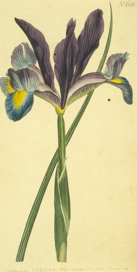 Iris xiphium - Curtis's Botanical