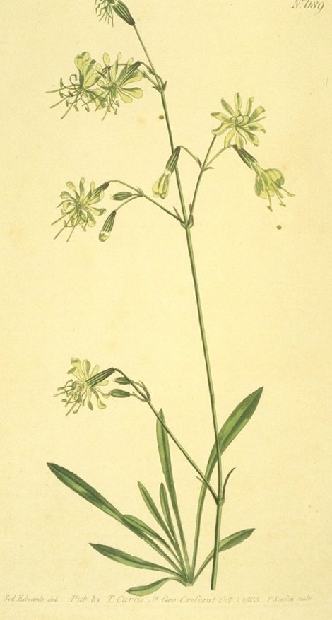 Silene saxatilis - Curtis's Botanical
