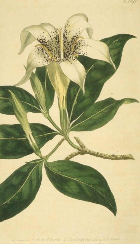 Gardenia rothmannia - Curtis's Botanical