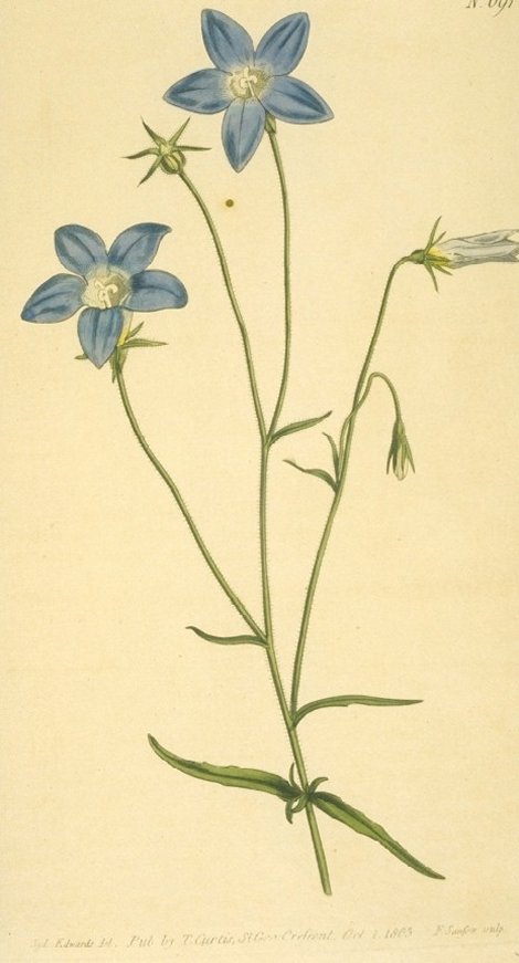 Wahlenbergia consimilis - Curtis's Botanical