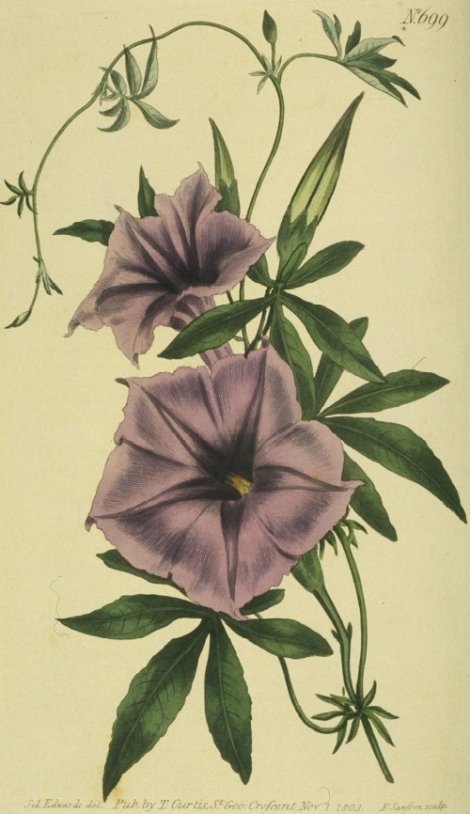 Ipomoea cairica - Curtis's Botanical