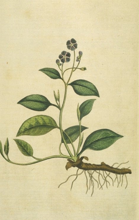 Omphalodes verna - Curtis's Botanical