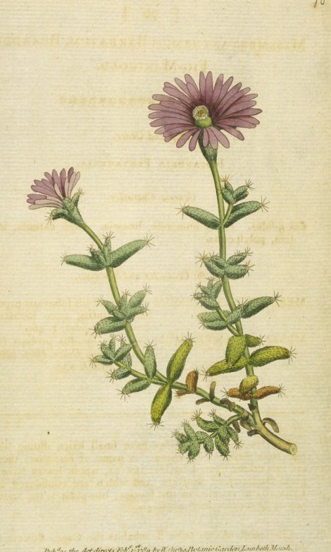 Tricodiadema barbatum - Curtis's Botanical
