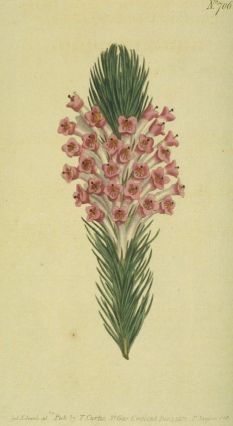 Erica longifolia - Curtis's Botanical