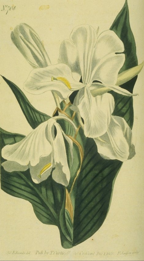 Hedychium coronarium - Curtis's Botanical