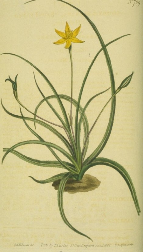 Hypoxis serrata - Curtis's Botanical