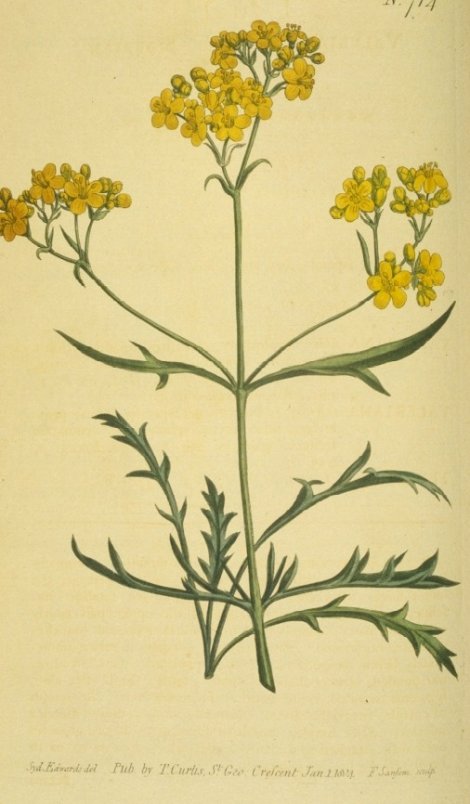 Patrinia rupestris - Curtis's Botanical