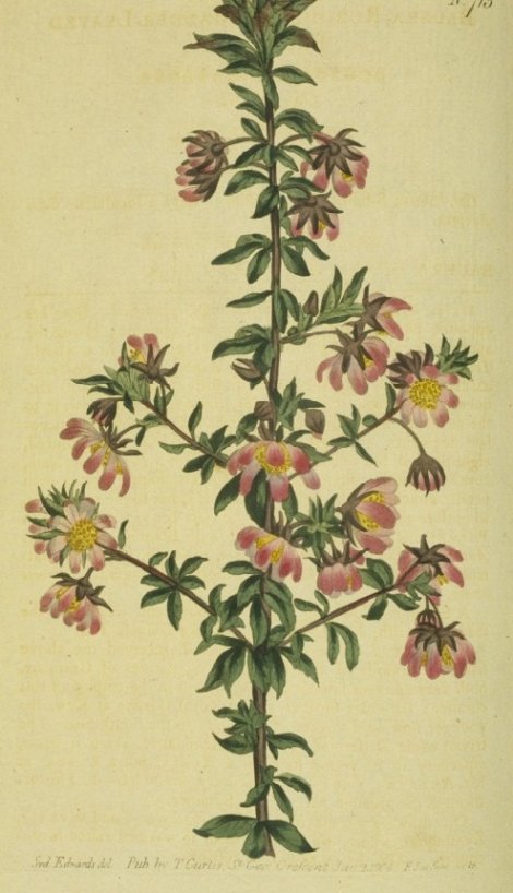 Bauera rubioides - Curtis's Botanical