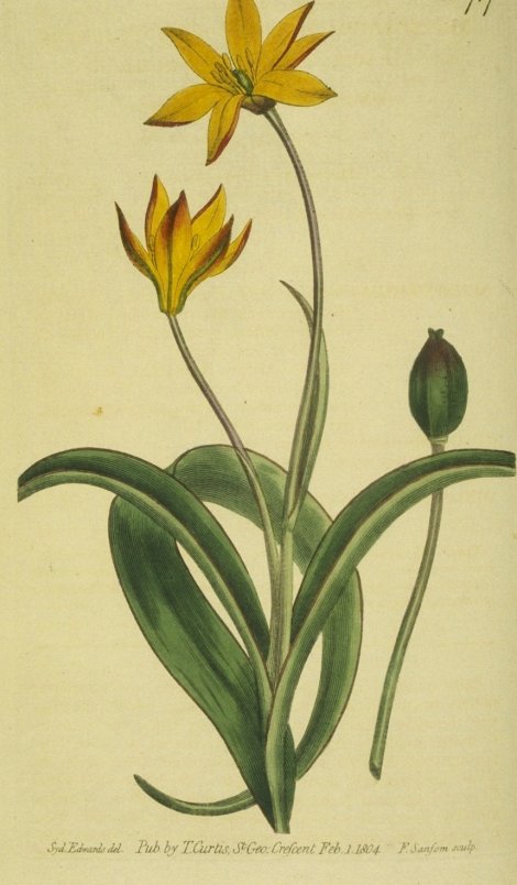 Tulipa australis - Curtis's Botanical