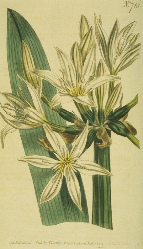 Pancratium illyricum - Curtis's Botanical