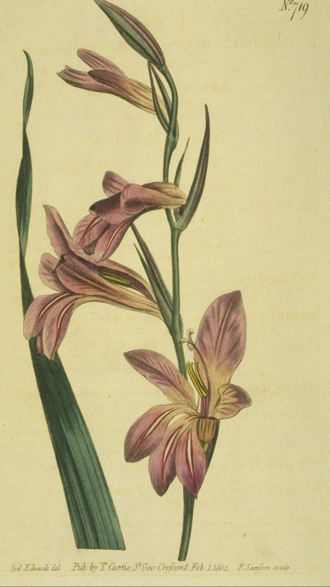 Gladiolus Italicus - Curtis's Botanical