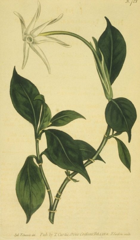 Hillia parasitica - Curtis's Botanical