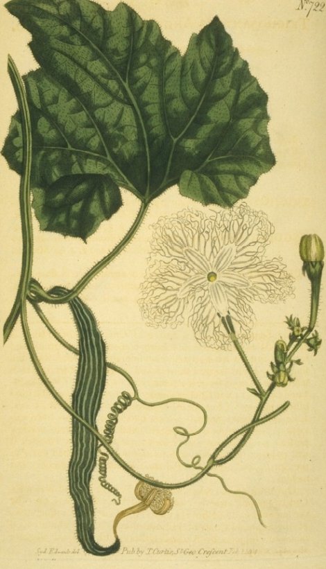 Trichosanthes cucumerina (var.aguina) - Curtis's Botanical