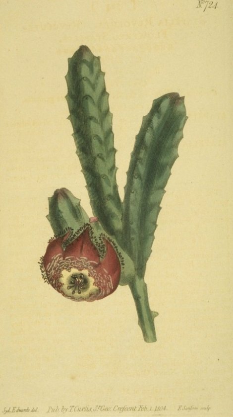 Tromotriche revoluta - Curtis's Botanical