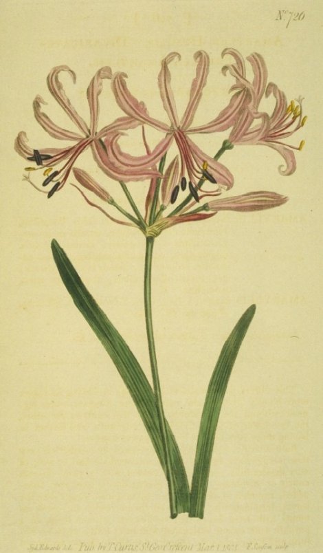 Nerine humils - Curtis's Botanical