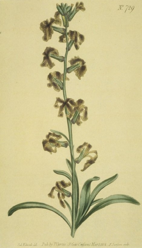 Matthiola trista - Curtis's Botanical