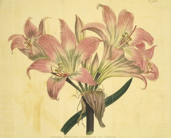 Amaryllis belladona - Curtis's Botanical
