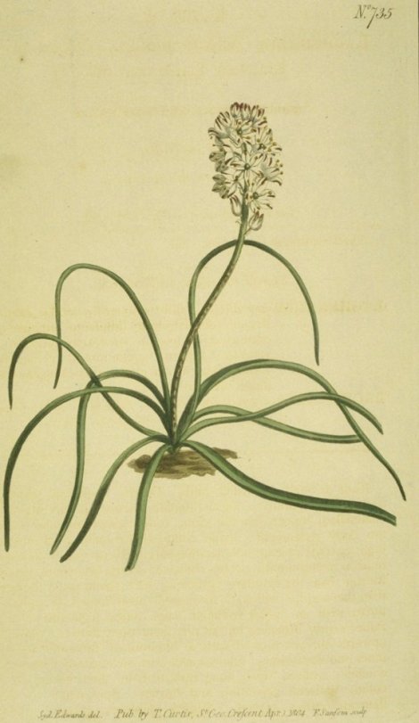 Lachenalia contaminatia - Curtis's Botanical