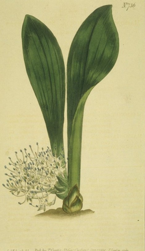 Polyxena angustifolia - Curtis's Botanical