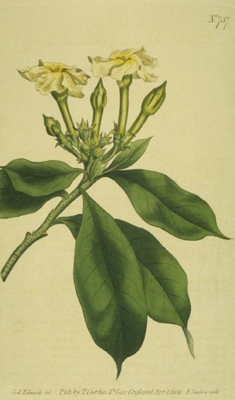 Thevetia ahouai - Curtis's Botanical