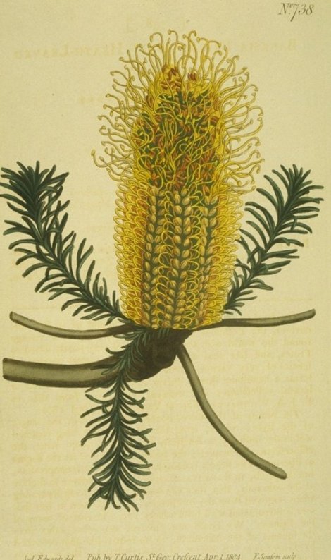 Banksia ericaefolia - Curtis's Botanical