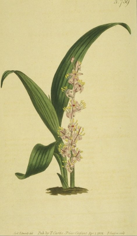 Reineckia carnea - Curtis's Botanical