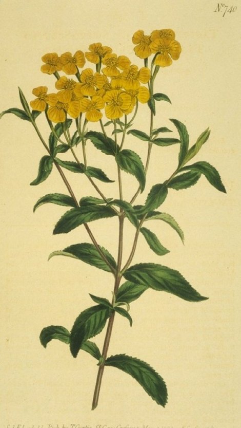 Tagetes lucida - Curtis's Botanical
