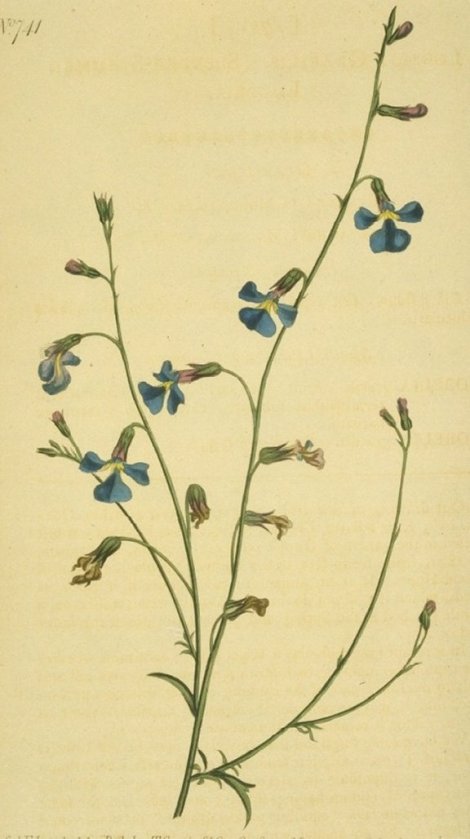 Lobelia gracilis - Curtis's Botanical