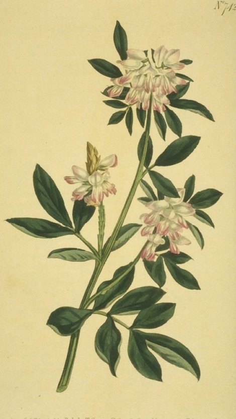 Indigofera cytisoides - Curtis's Botanical