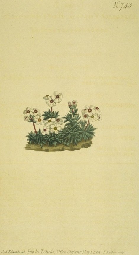 Androsace chamaejasme - Curtis's Botanical
