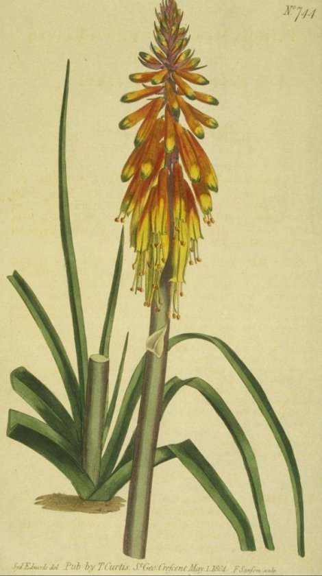 Kniphofia sarmentosa - Curtis's Botanical
