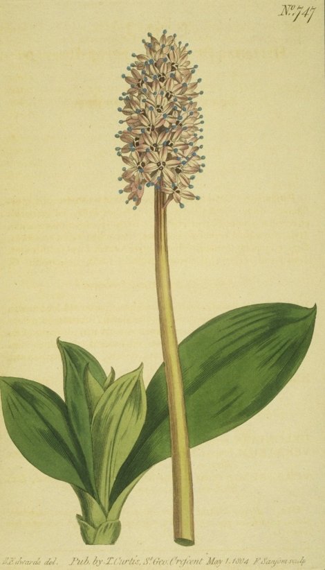 Helonias bullata - Curtis's Botanical