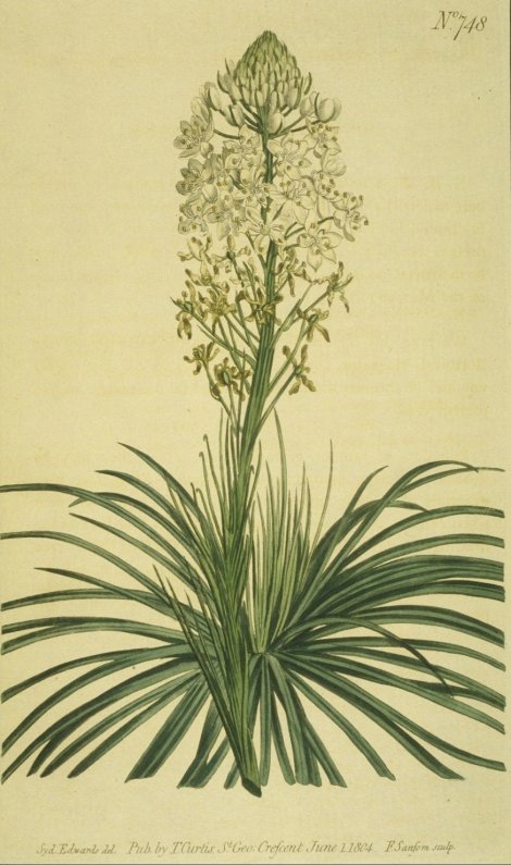 Xerophyllum asphodeloides - Curtis's Botanical