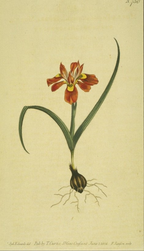 Moraea papilionacea - Curtis's Botanical