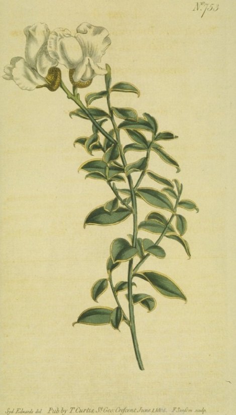 Podalyria biflora - Curtis's Botanical