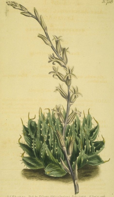 Haworthia arachnoides - Curtis's Botanical