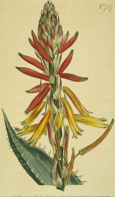 Aloe humilis acuminata - Curtis's Botanical