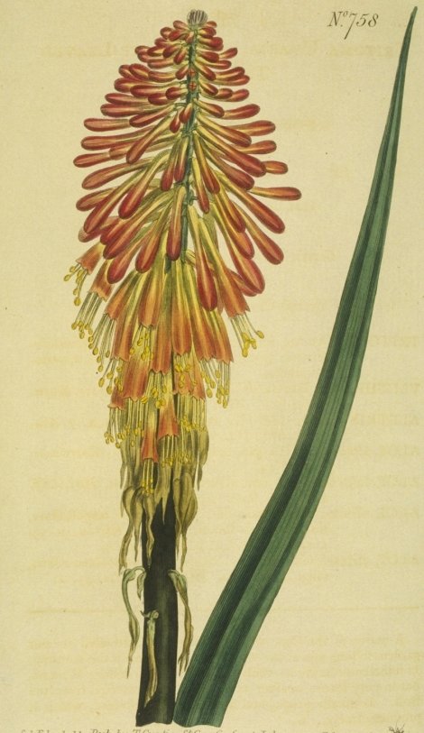 Kniphofia uvaria - Curtis's Botanical