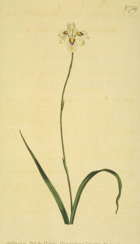Moraea decussata rectiflora - Curtis's Botanical